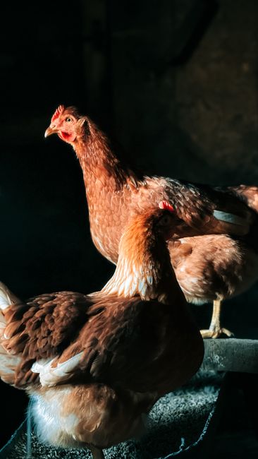 Two chickens enjoying the sunlight in a rustic barn, capturing a serene rural scene.