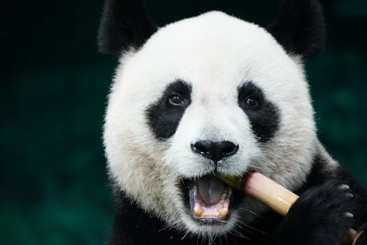 A close-up portrait of a giant panda enjoying a bamboo snack with a vibrant green backdrop.