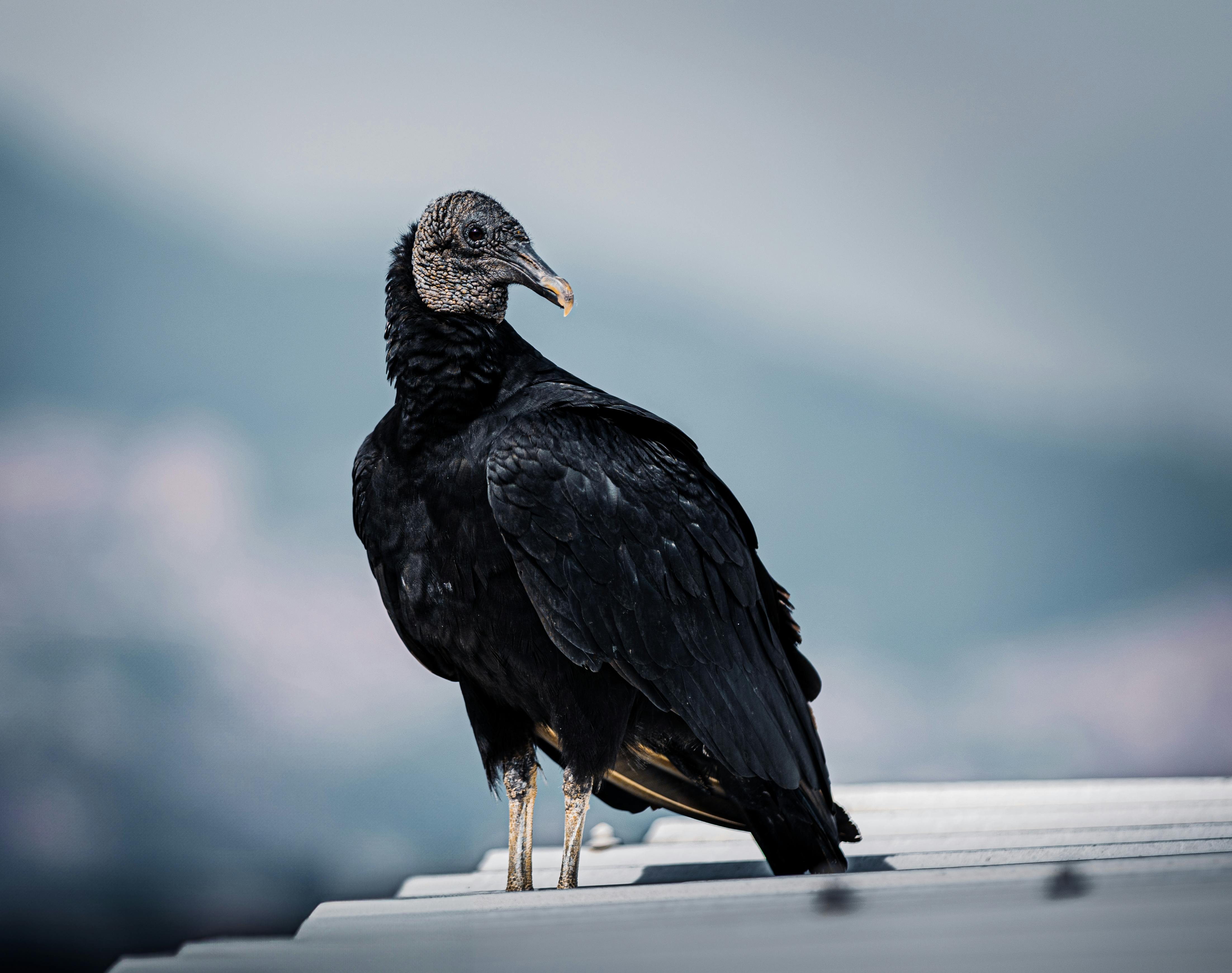 Vue panoramique de Medellín