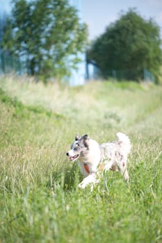 Border collie enjoying a sunny day in a grassy field in Poprad, Slovakia.