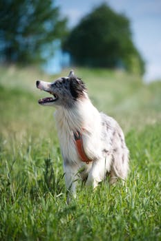 A lively Border Collie dog playing in a green field under a clear sky.