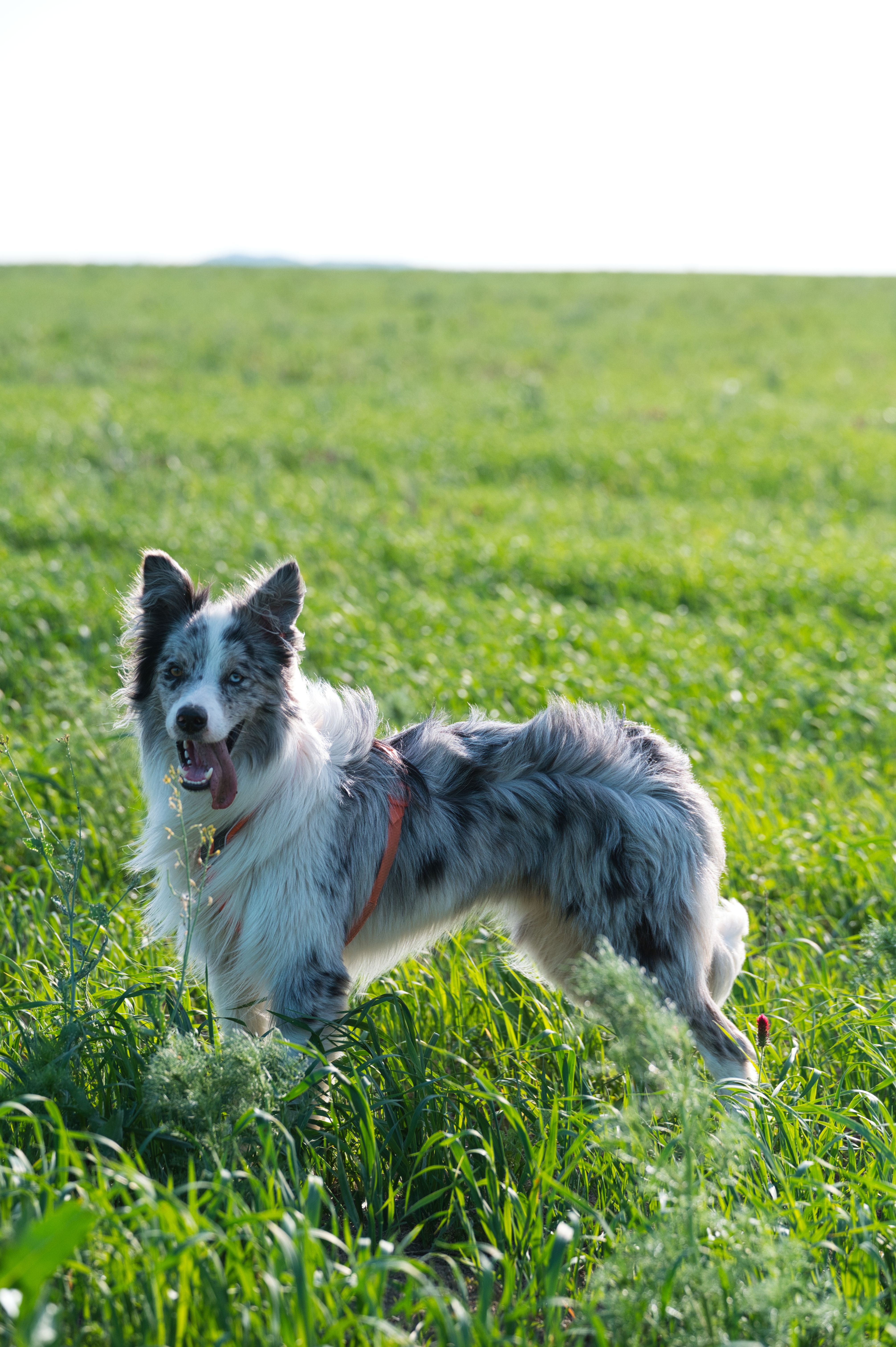 Dog Breed Photos, Download The BEST Free Dog Breed Stock Photos & HD Images