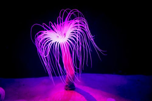 Free A striking sea anemone glowing in purple light within a dark aquarium setting. Stock Photo
