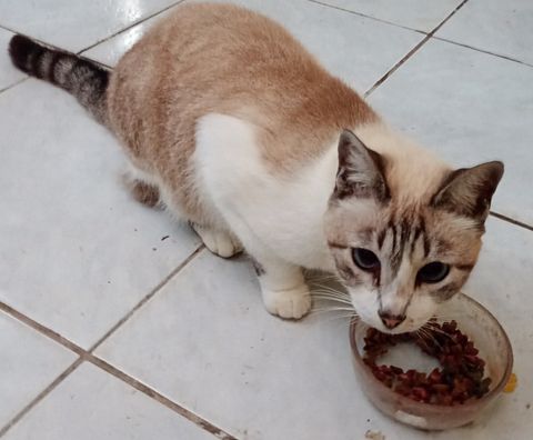 BİM, A101 ve ŞOK Kedi Maması Böbrek Taşı Yapar mı? Etiket ve Üriner Sağlık Rehberi (2026)