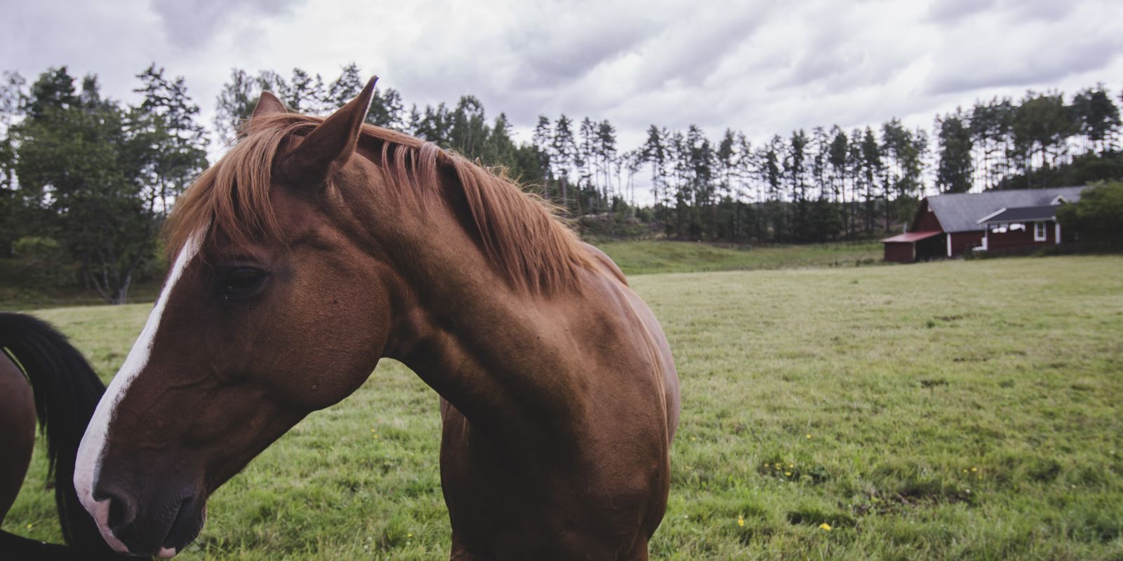 Things to Do in Aubrey, TX: A Local's Guide to Horse Country (2026)