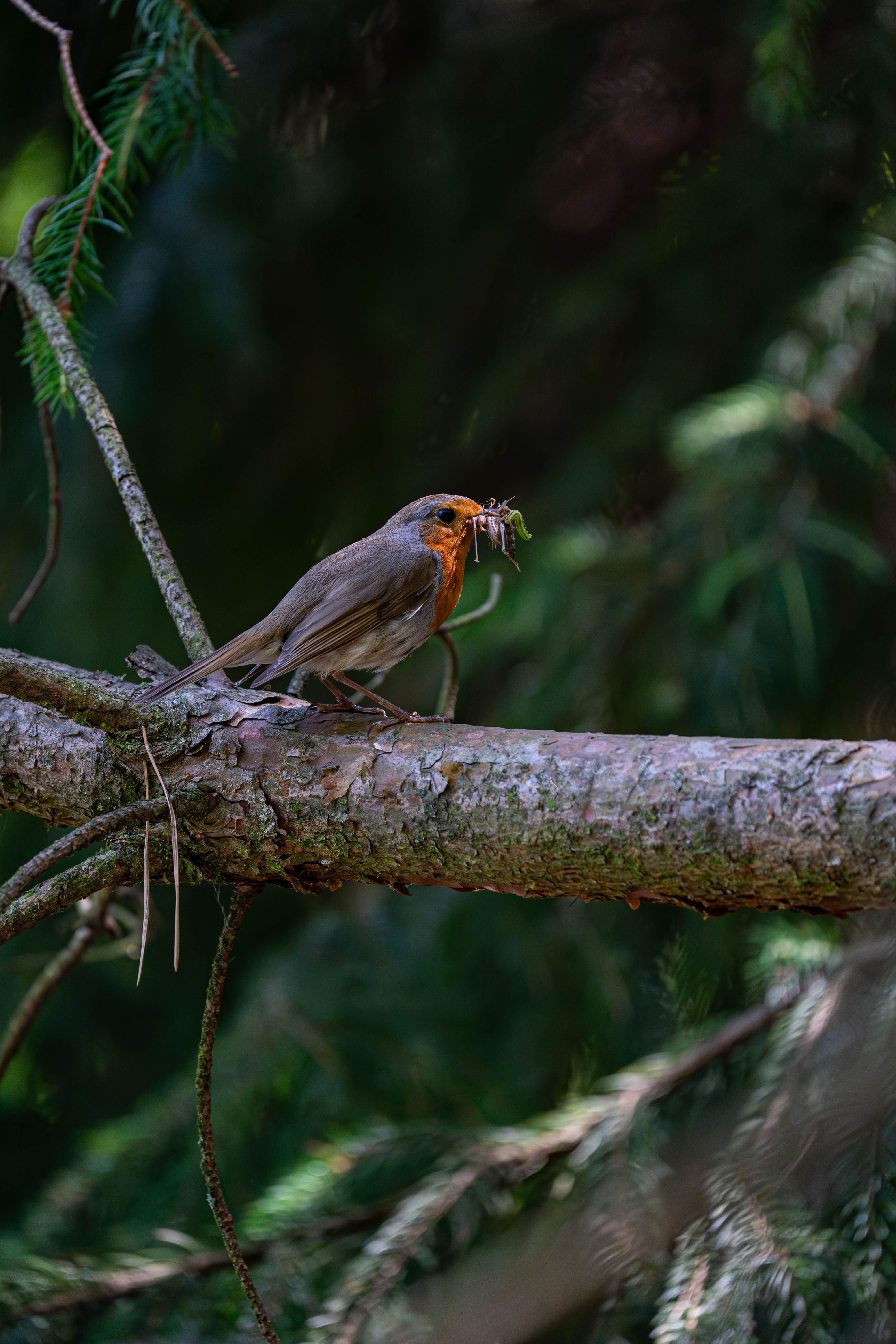 Close-up of European robin with insect on branch in lush forest setting.