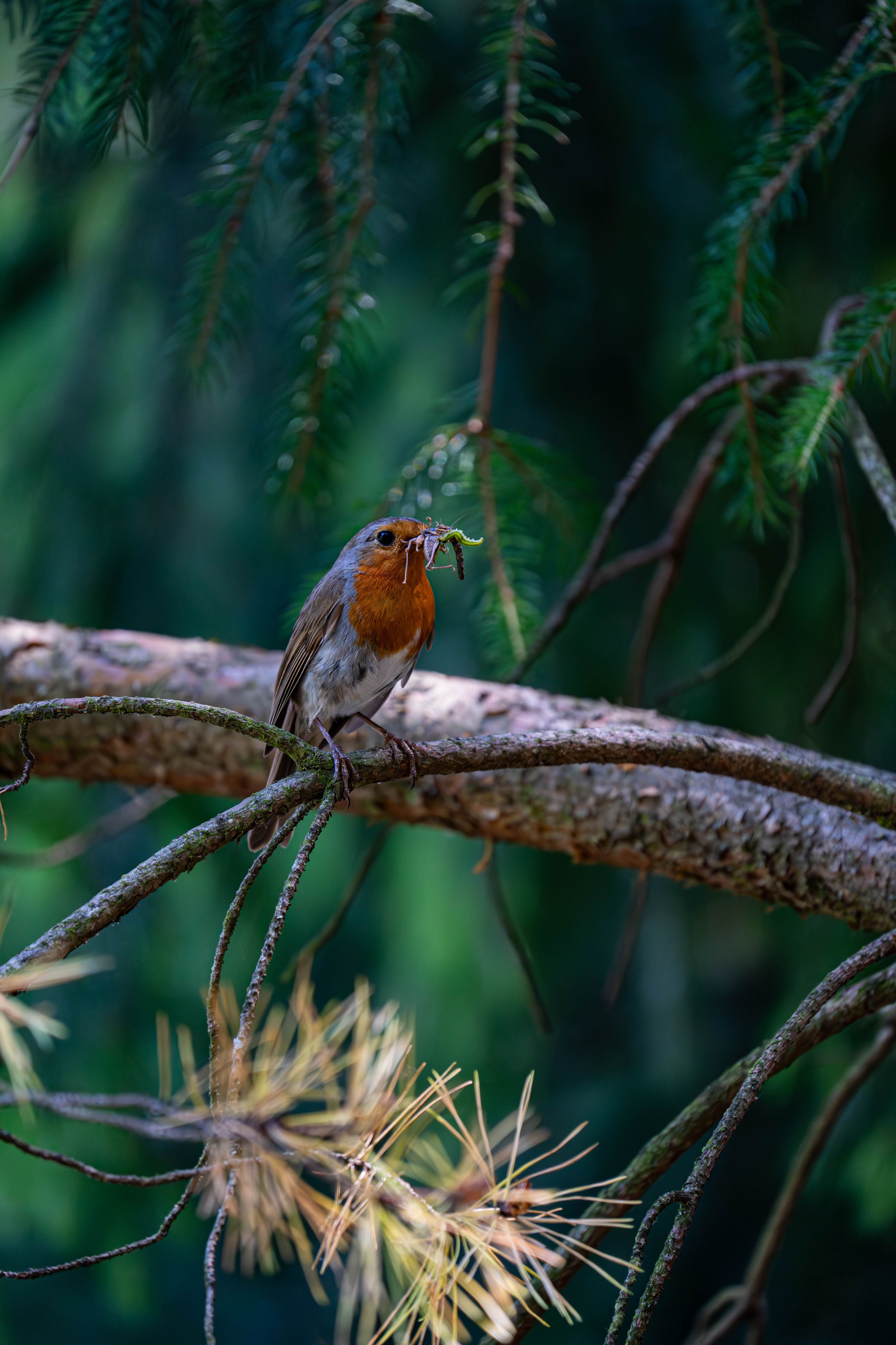 A European robin perched on a pine tree branch holding an insect in its beak.