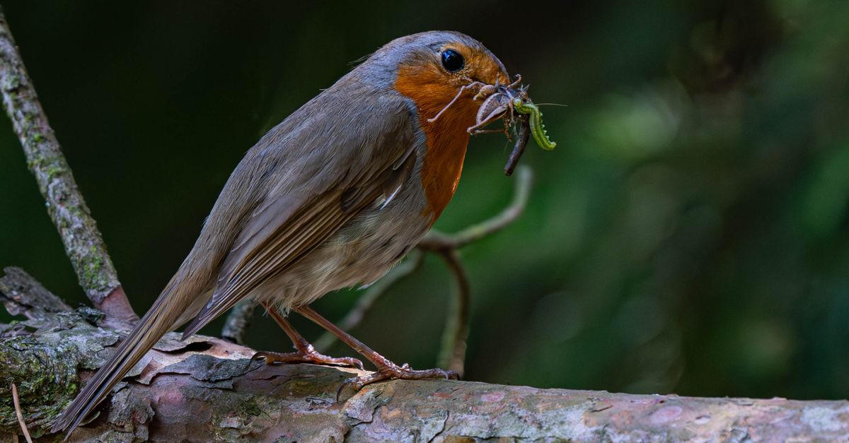 European Robin with Insect on Tree Branch · Free Stock Photo