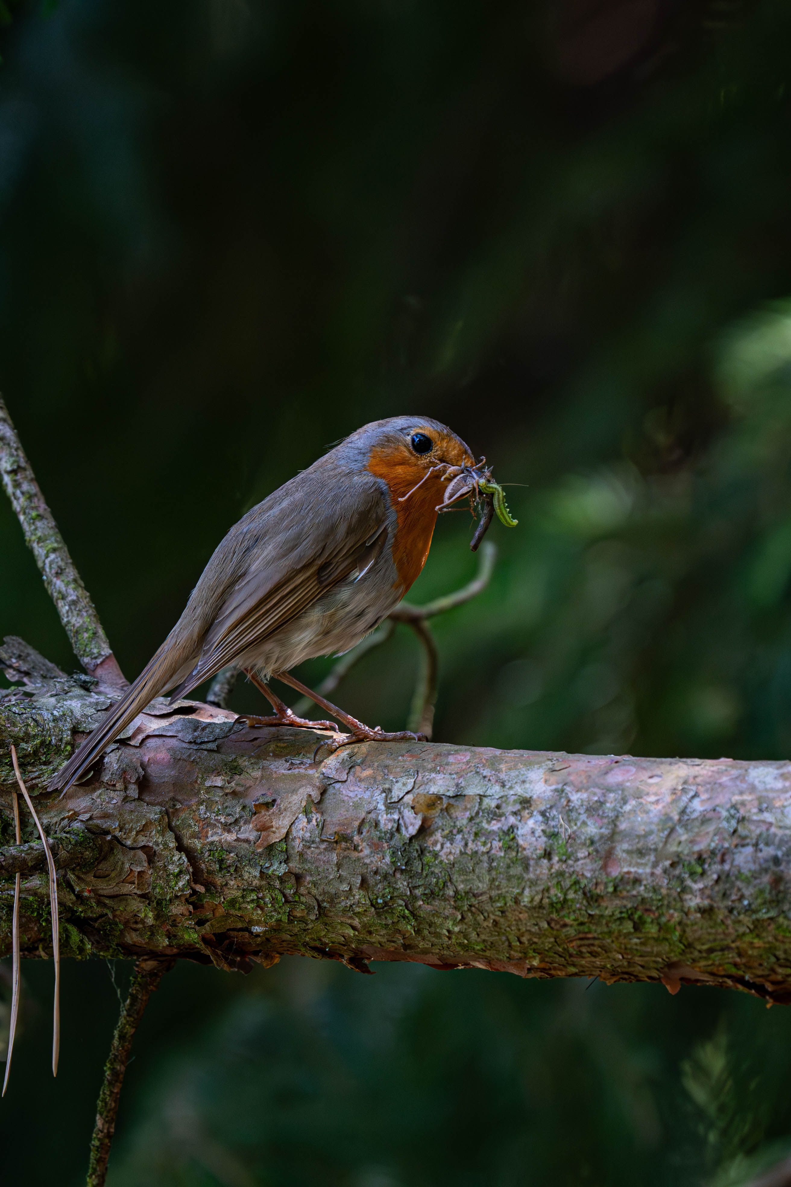 European Robin with Insect on Tree Branch · Free Stock Photo