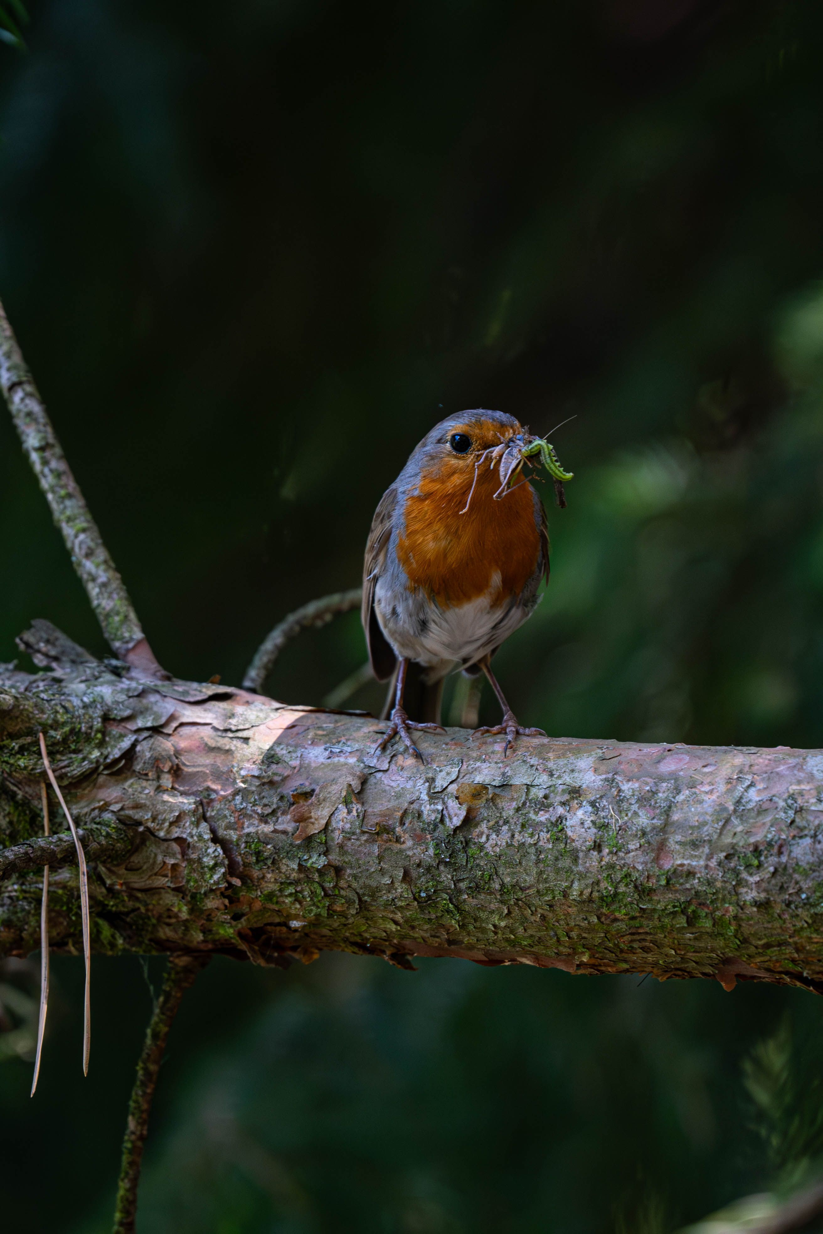 A European Robin perched on a branch holding nesting material in its beak.