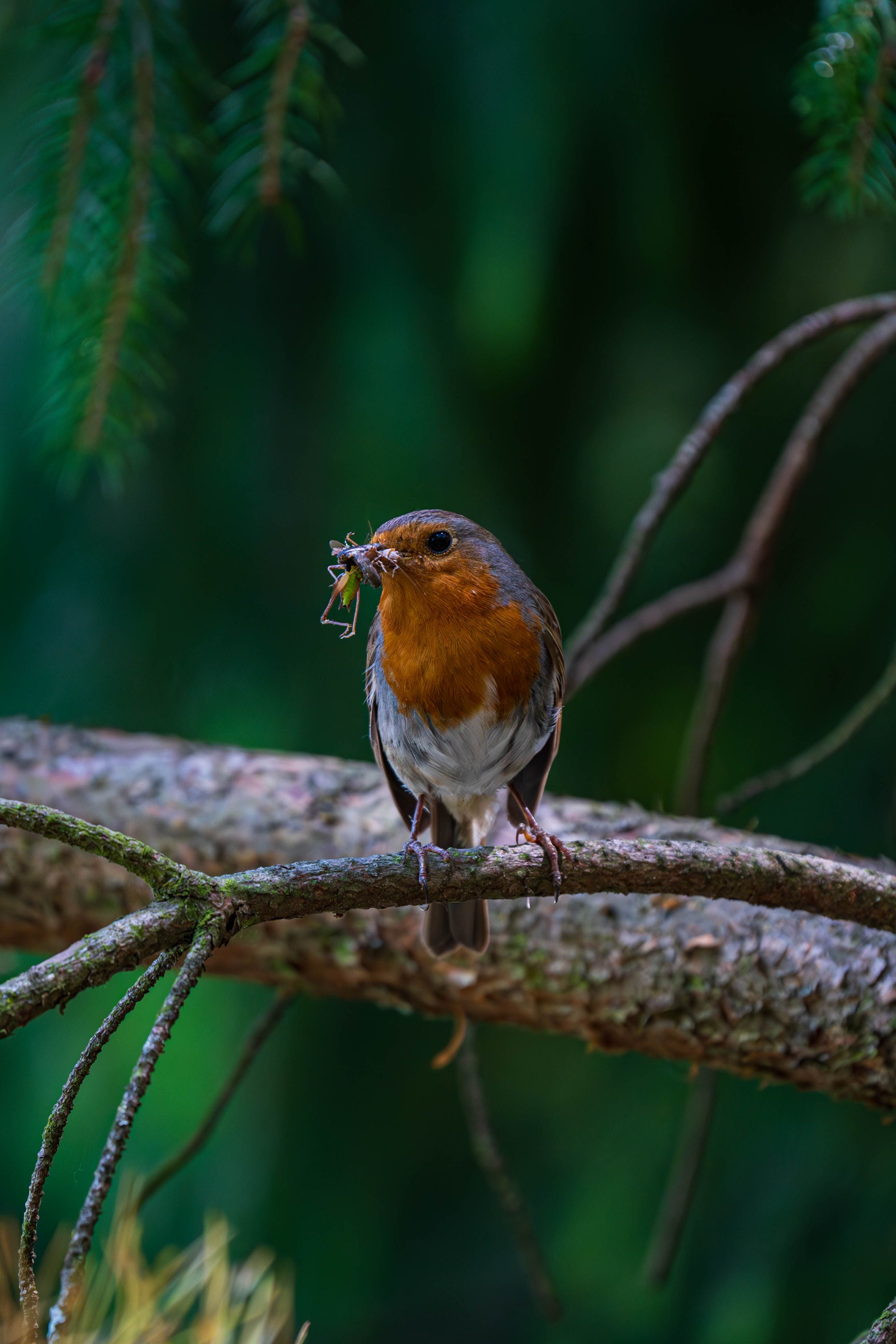 European Robin Perched with Insects in Beak · Free Stock Photo