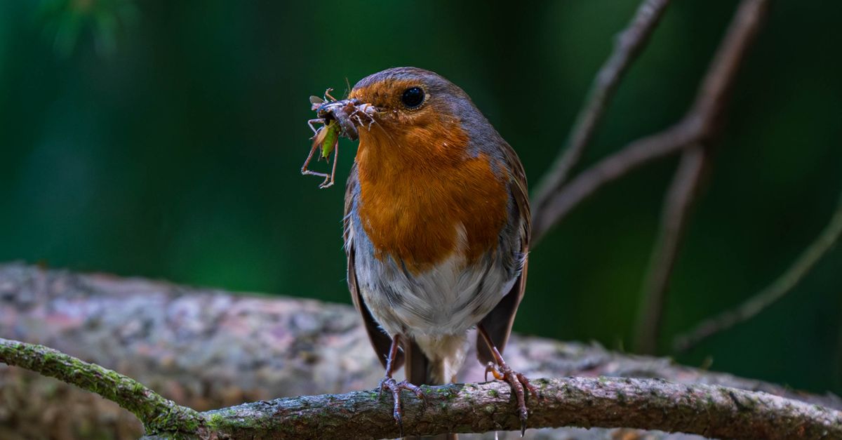 European Robin Perched with Insects in Beak · Free Stock Photo