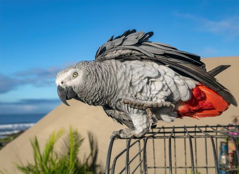 An African Grey Parrot with red tail perched outside on a sunny day in Margate, South Africa.