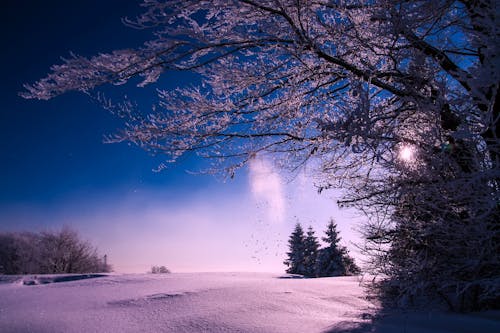 免费 冬季树木免受天空 素材图片