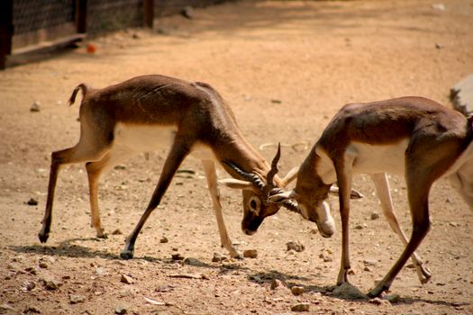 Two male blackbucks locking horns in a display of strength outdoors.