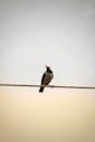 Solitary Bird Perched on Wire Against Soft Sky