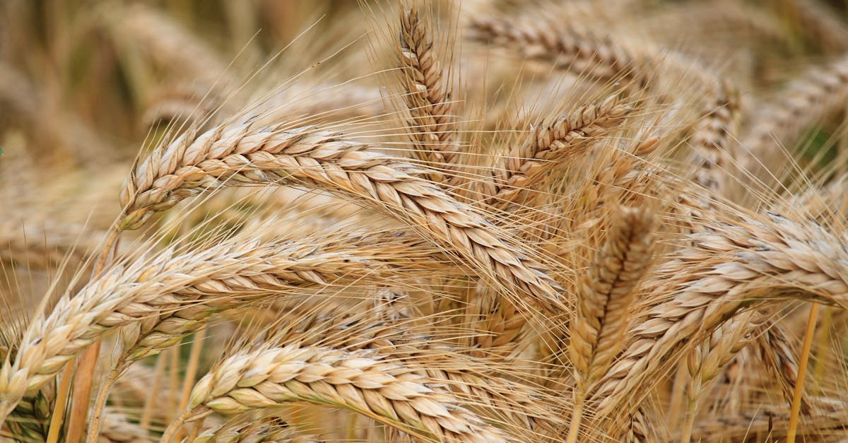 How to make rural ROTC with wheat flour