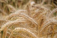 Close-up of Wheat