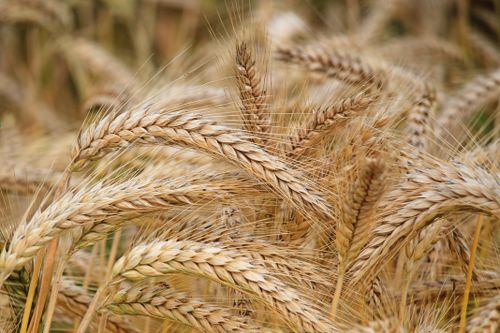Wheat Farm