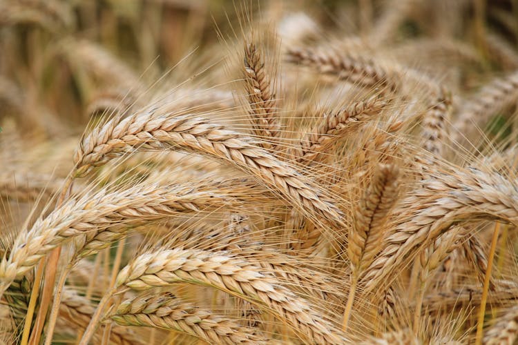 Close-up Of Wheat