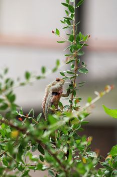 gecko photo