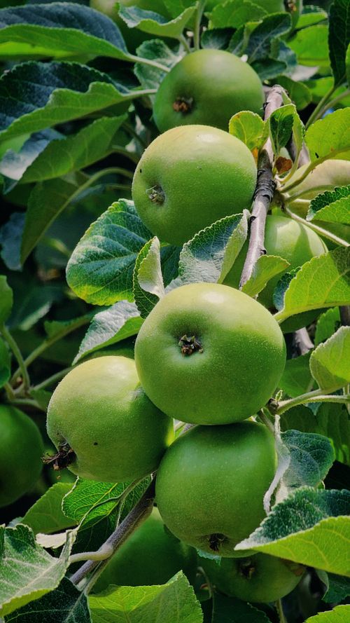 Free Close-up view of fresh green apples hanging on a tree branch in a lush orchard. Stock Photo