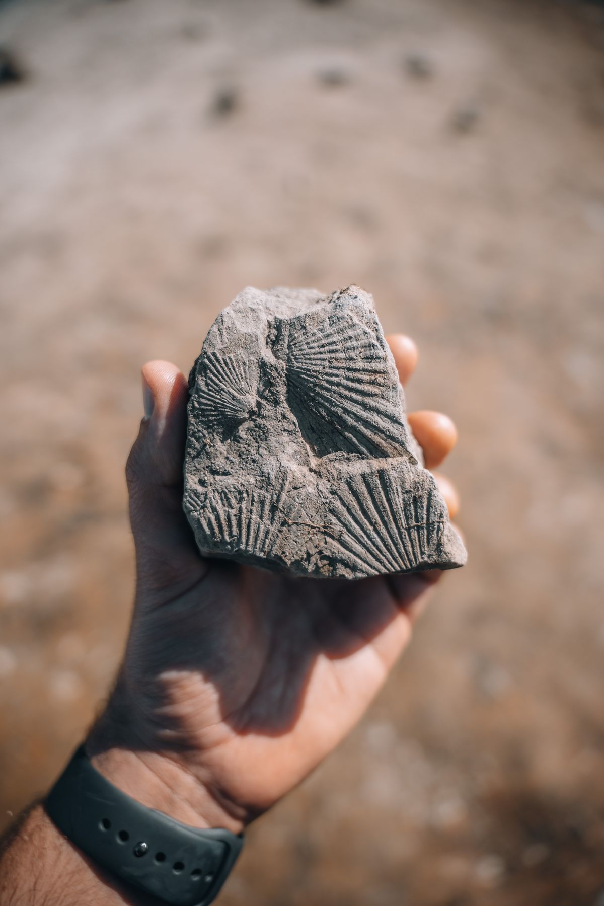 A hand holding a fossil-bearing rock found on the hill