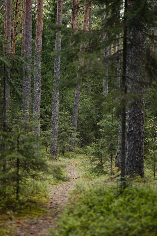 Free Peaceful trail in a lush evergreen forest for nature walks and relaxation. Stock Photo