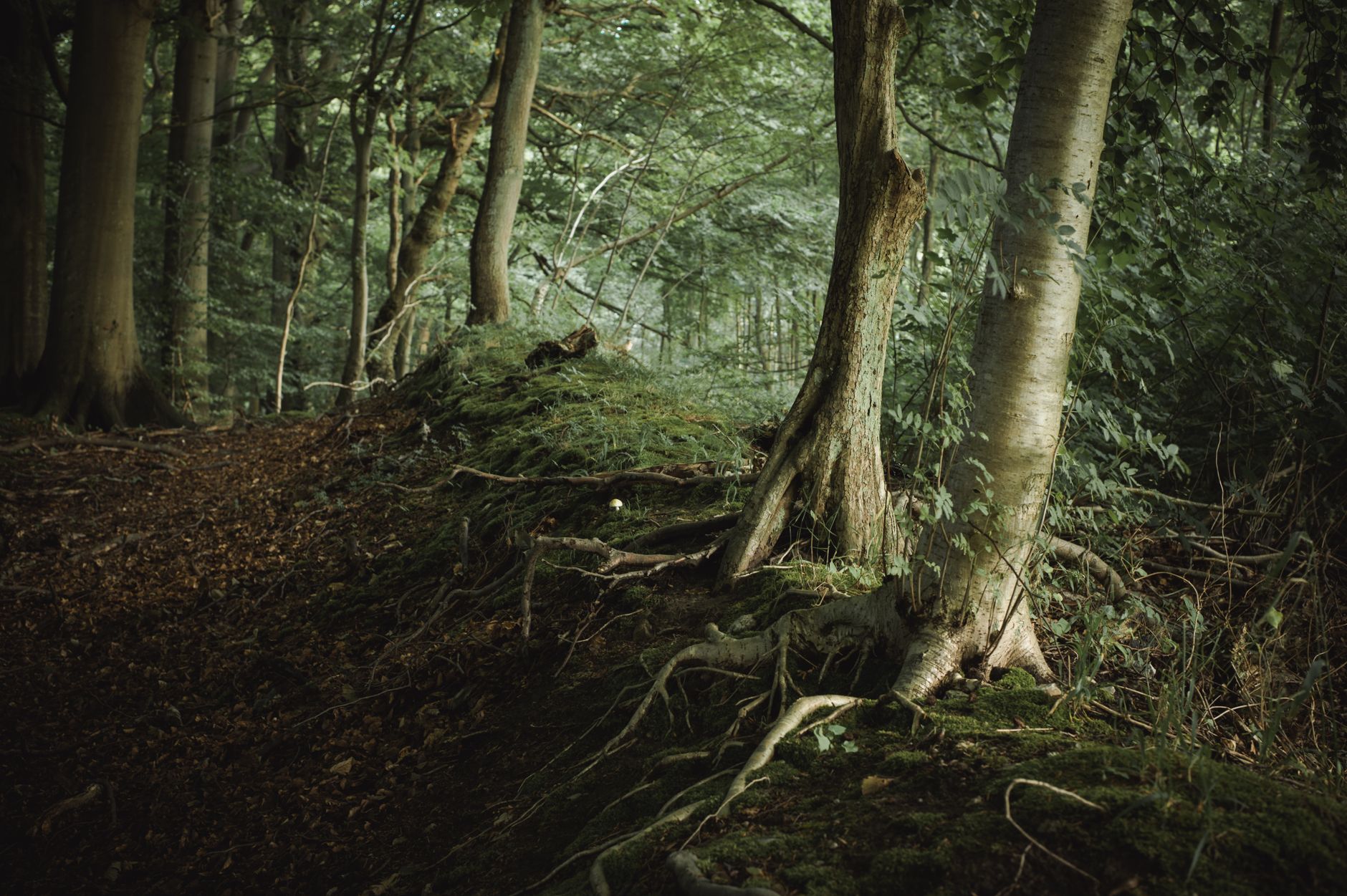 Forrest — Forrest
