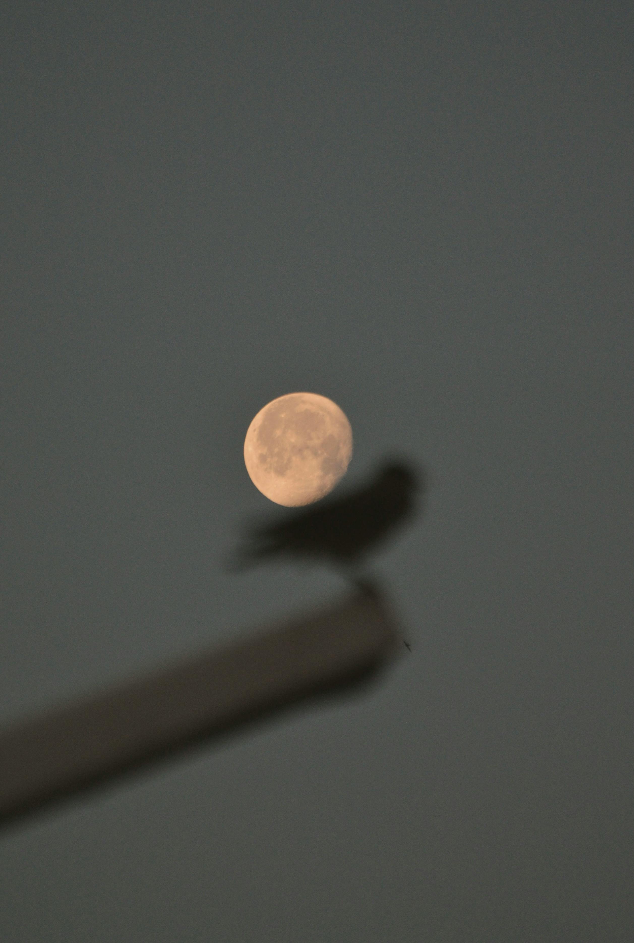 Silhouette of a bird against a full moon in a night sky in İstanbul.