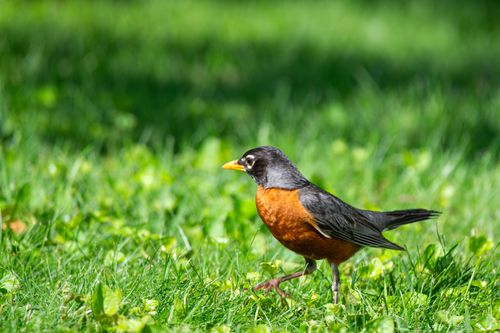Free Close-up of an American Robin standing on vibrant green grass in daylight. Stock Photo