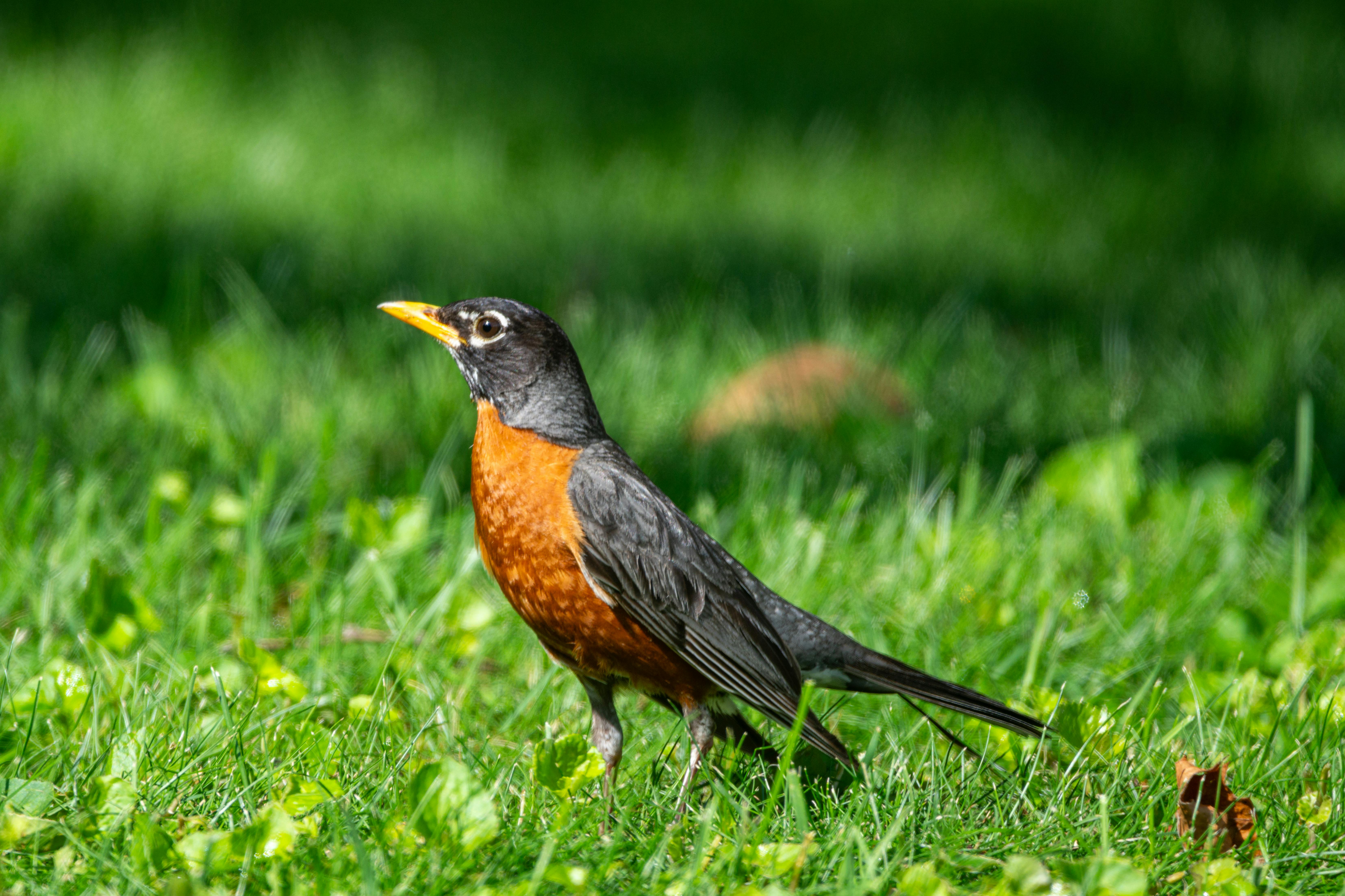 American Robin