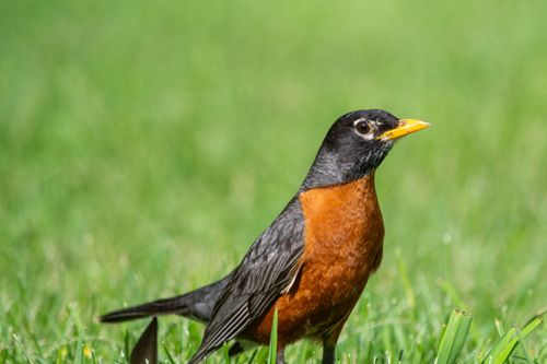 Free Vivid portrait of an American Robin on lush green grass, showcasing its iconic orange breast. Stock Photo