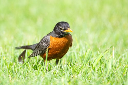 Free Close-up of an American Robin perched on vibrant green grass, showcasing its vivid plumage. Stock Photo