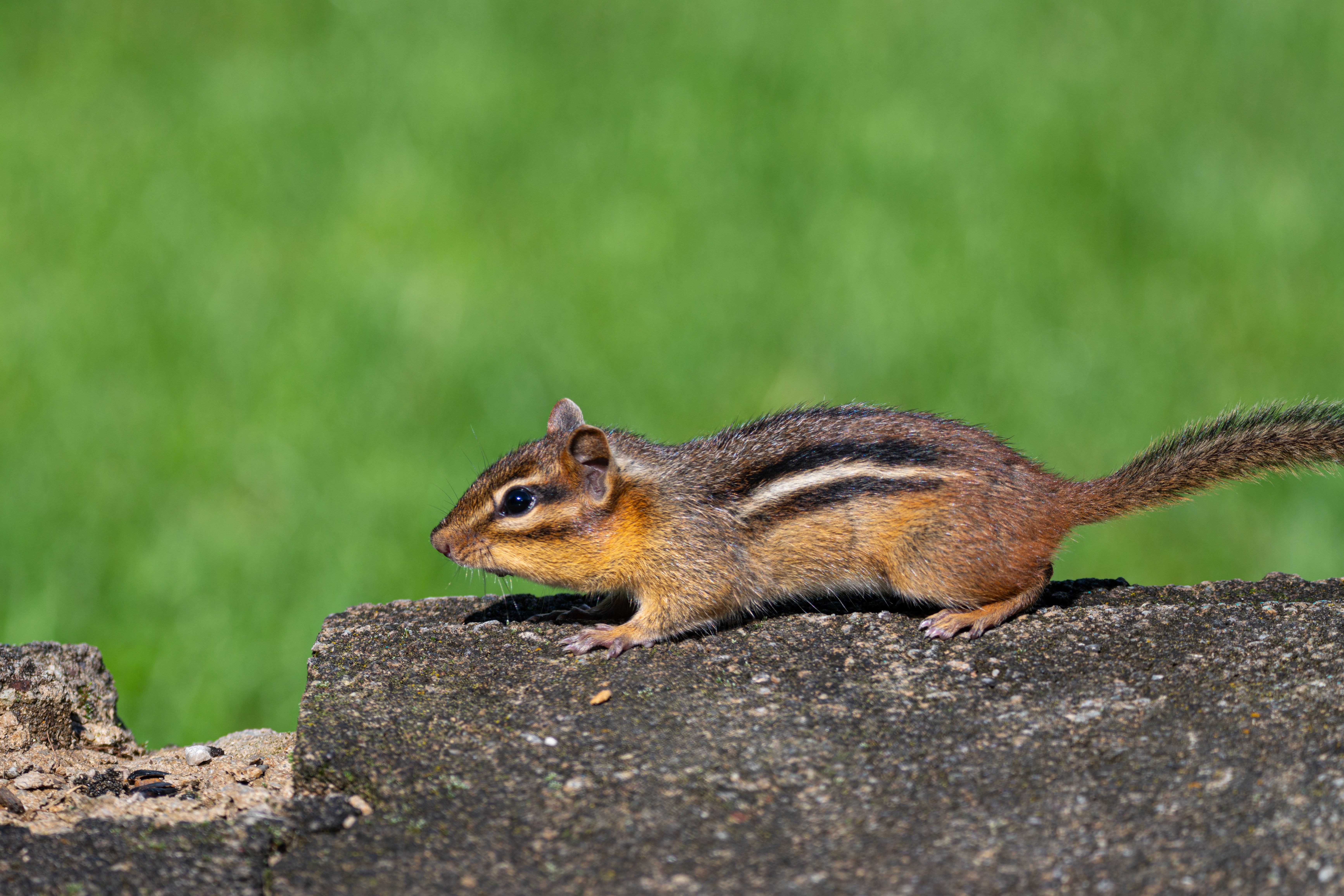 Eastern Chipmunk on Michigan Concrete Porch · Free Stock Photo