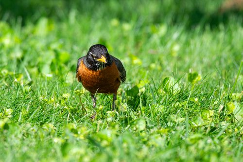 Free American Robin foraging in vibrant green grass under sunny skies, showcasing its vivid plumage. Stock Photo