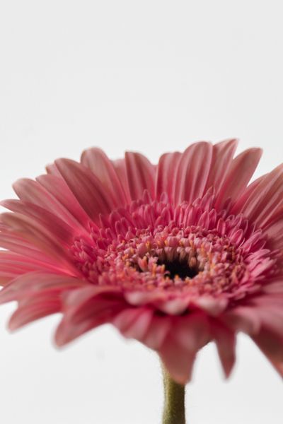 Close-up of a single open flower, photo by Lucas Negredo Sagarzazu on Pexels