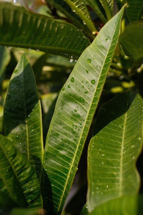 Free Close-up of vibrant green leaves with water droplets after rain, showcasing the beauty of nature. Stock Photo