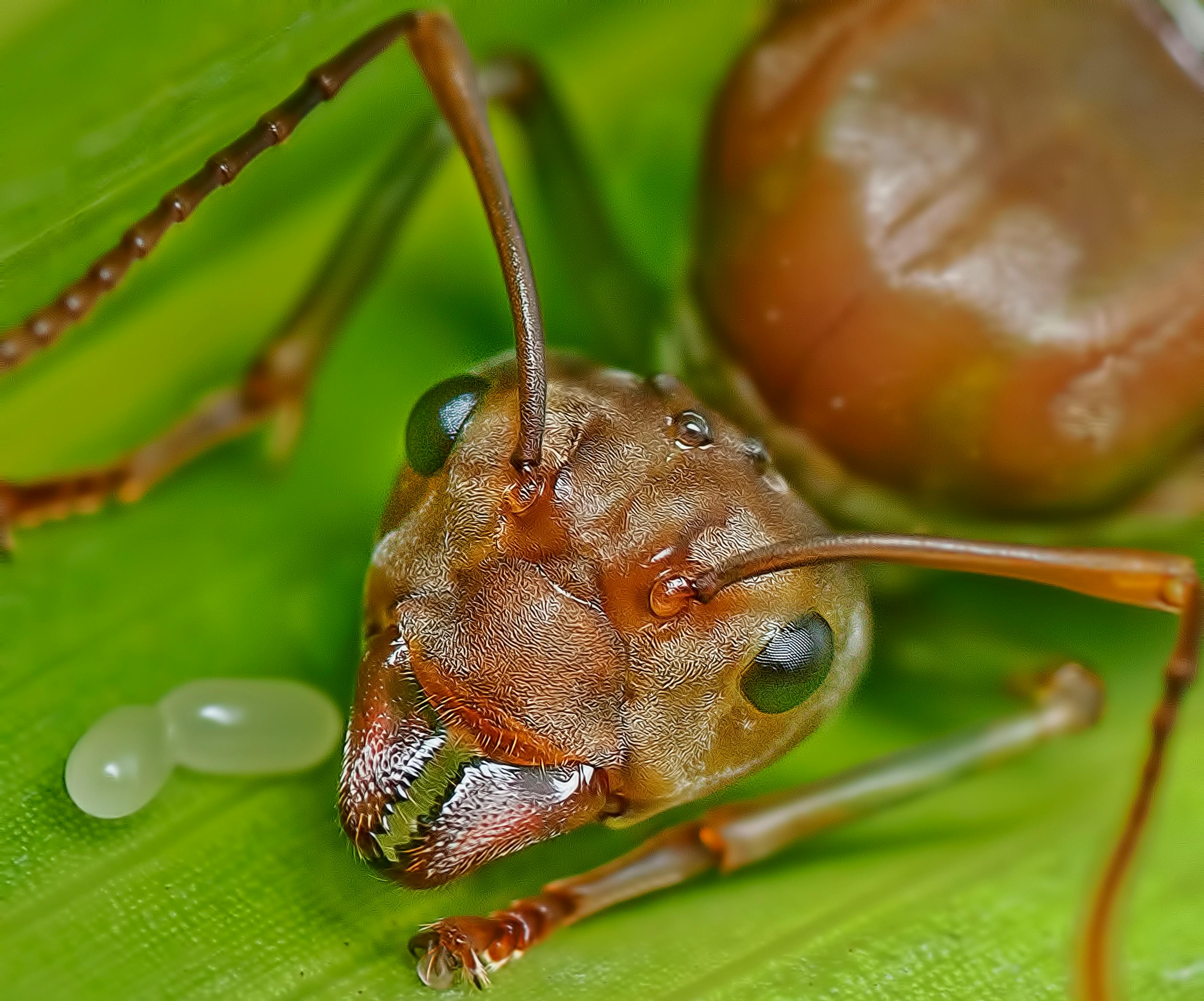 Close-up macro image of a queen ant guarding her eggs on a vibrant green leaf.