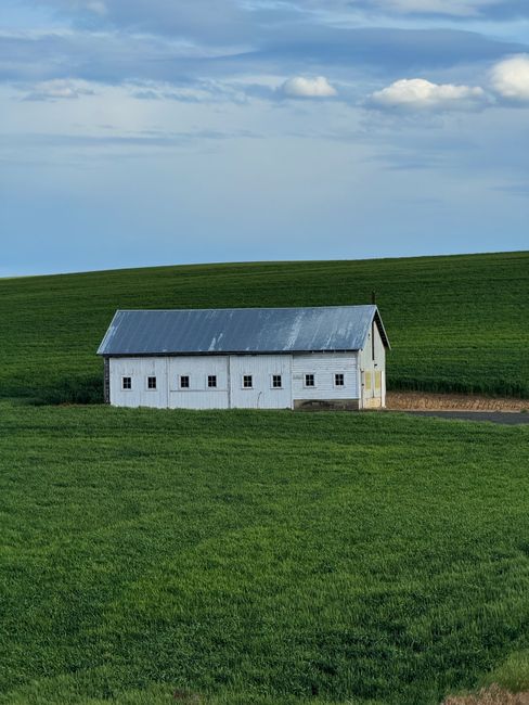 A solitary white barn stands amidst vibrant green fields under a blue sky.