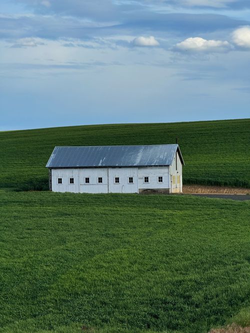 Free A solitary white barn stands amidst vibrant green fields under a blue sky. Stock Photo