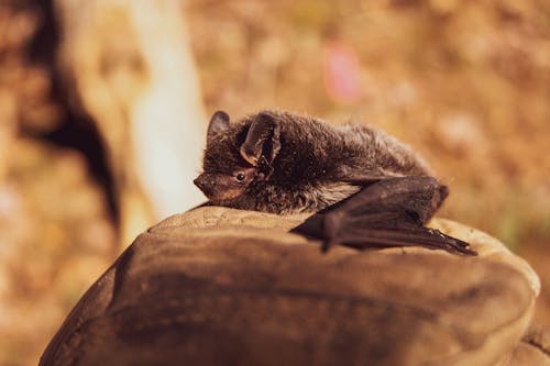 Foto De Foco Seletivo De Morcego Preto Em Pedra Marrom