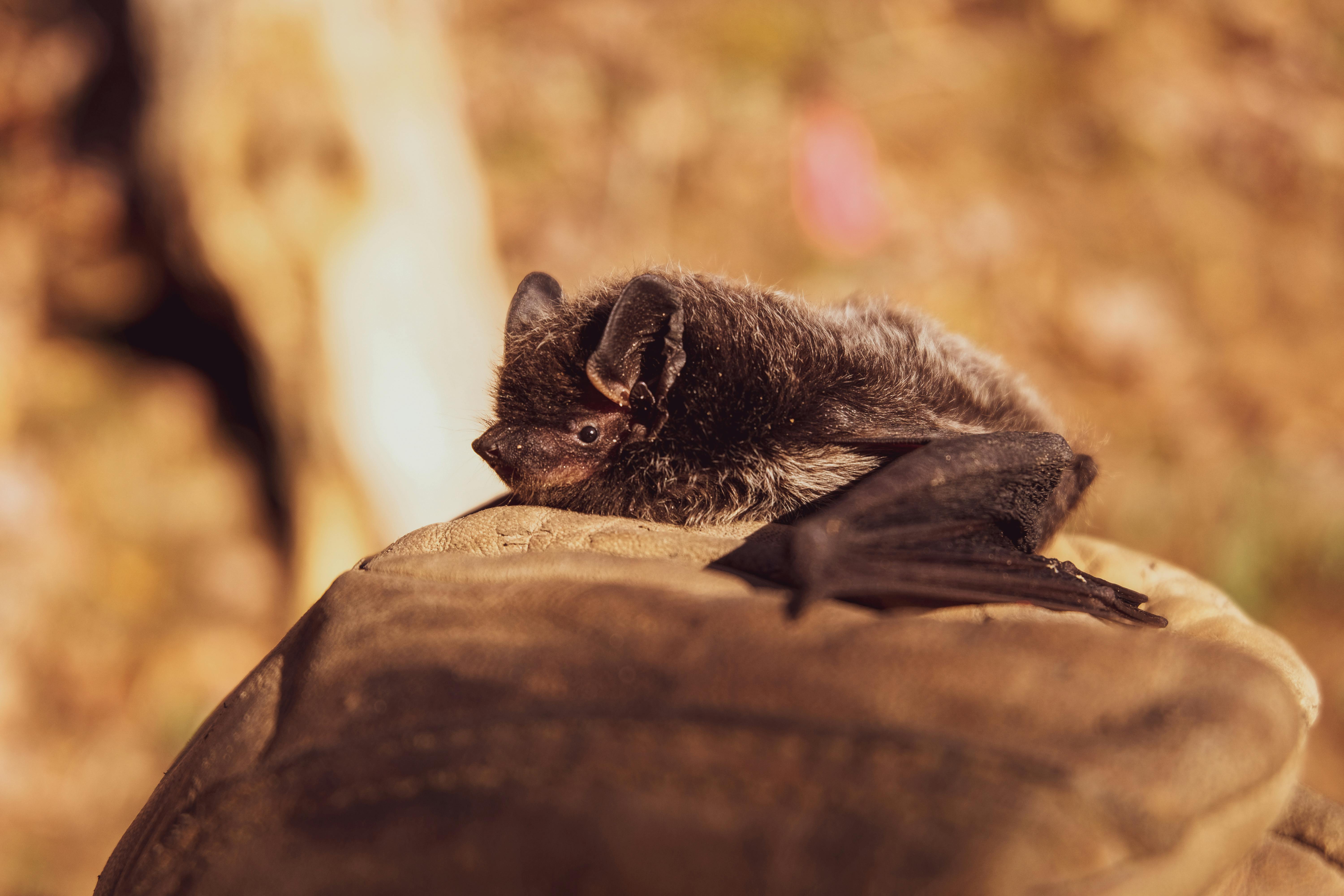 Selective Focus Photo of Black Bat on Brown Stone · Free Stock Photo