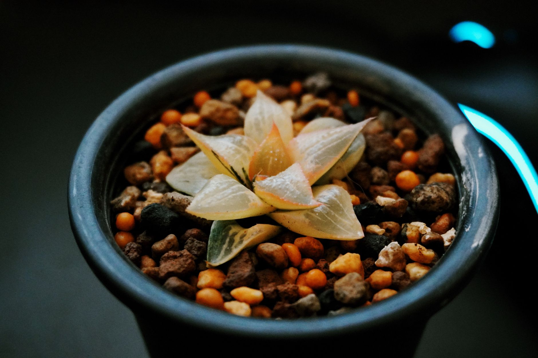 High-quality close-up of a Haworthia succulent in a decorative pot, perfect for plant lovers.