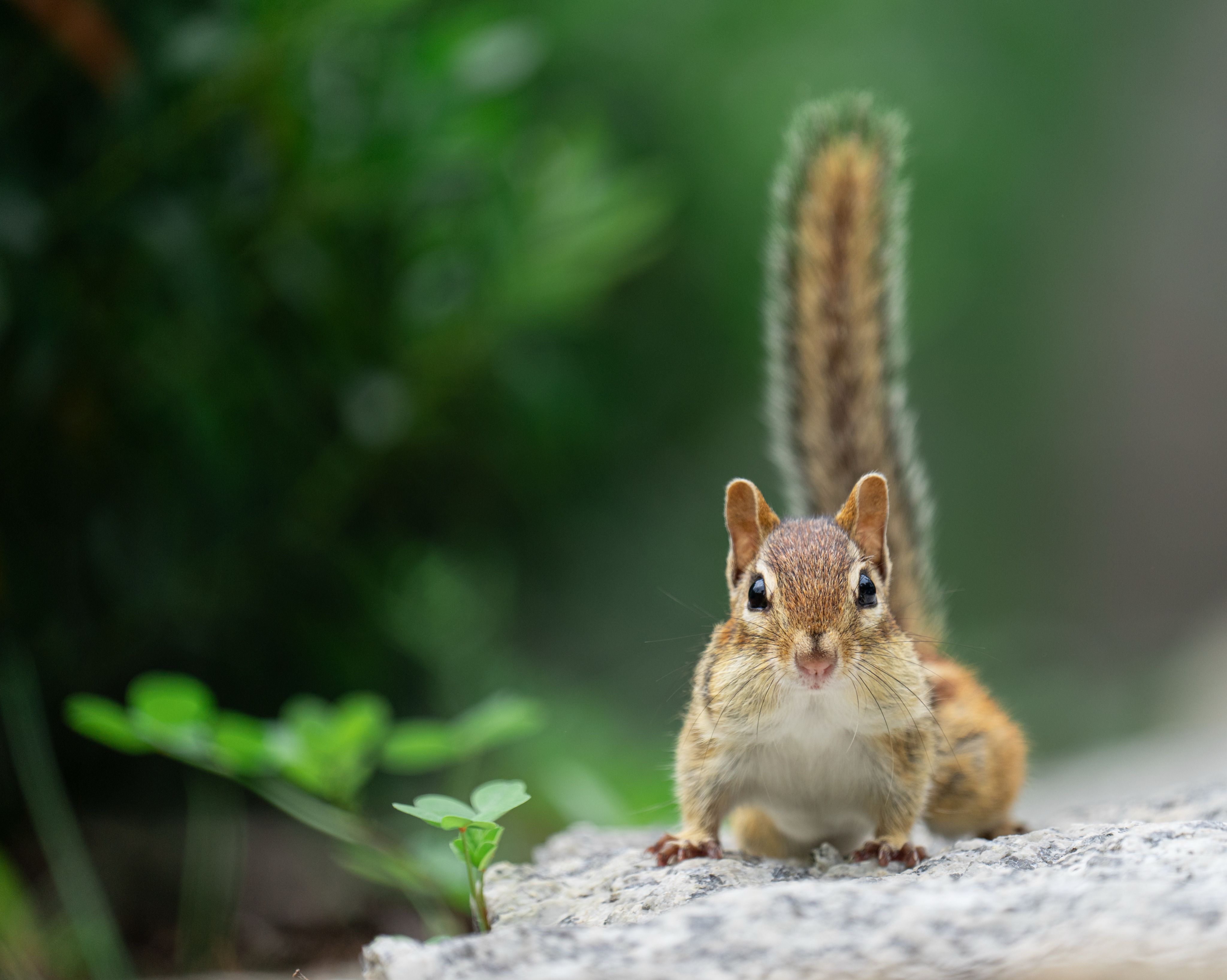 Close-up of an Eastern Chipmunk in Nature · Free Stock Photo