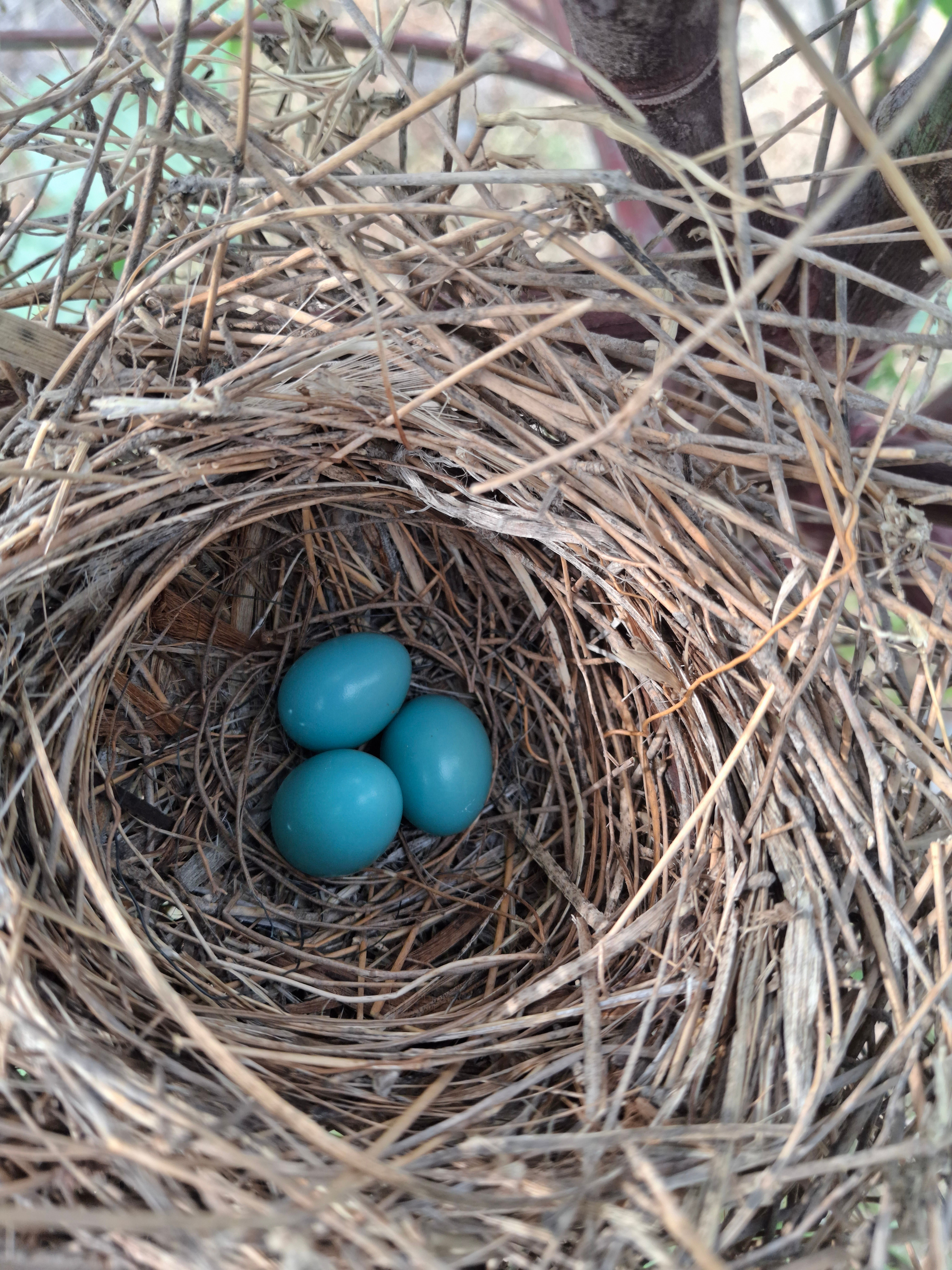 Close-up of Bird Nest with Three Blue Eggs · Free Stock Photo