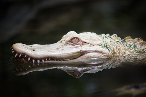Primo Piano Della Testa Di Alligatore