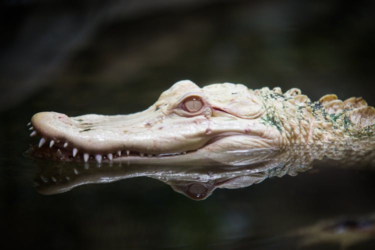 Close Up Of Alligator Head