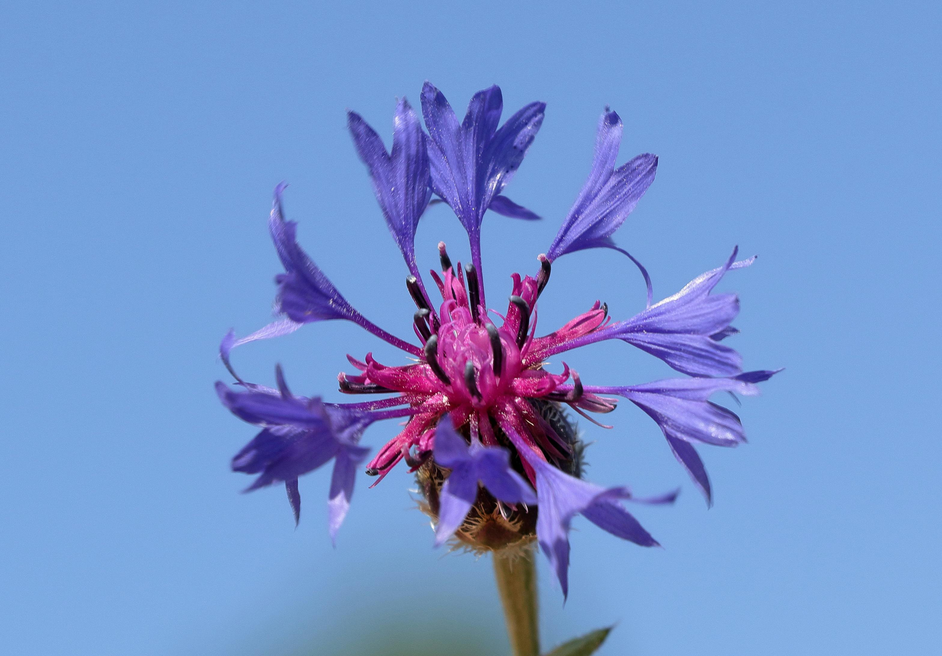 Detailed macro shot of a deep purple Bachelor Button flower against a clear blue sky.