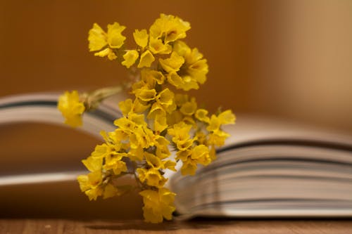 Free stock photo of book, dried flowers, inspiration